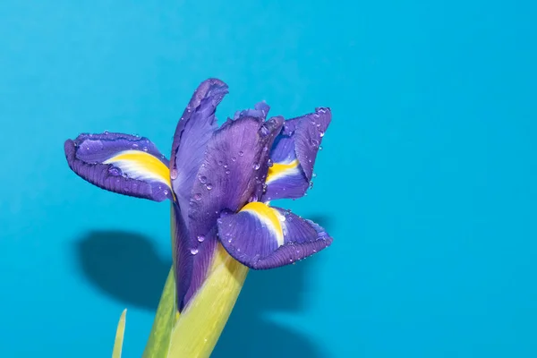 Красива Квітка Ірису Синьому Фоні — стокове фото