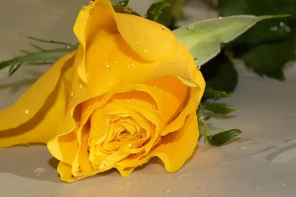 Hermosa Rosa Amarilla Vista Cerca — Foto de Stock