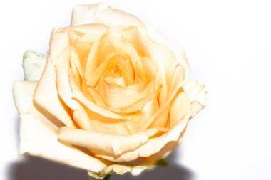 Beyaz arkaplanda yumuşak beyaz gül