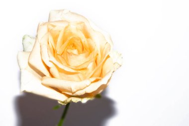 Beyaz arkaplanda yumuşak beyaz gül