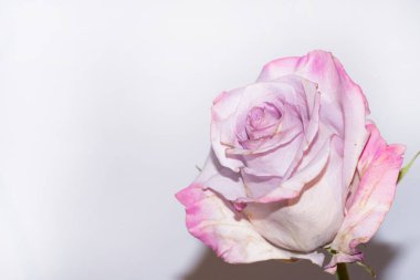 Beyaz arkaplanda pembe bir gülü kapat