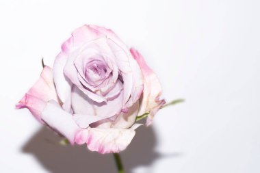 Beyaz arkaplanda pembe bir gülü kapat