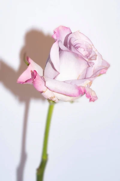 Κοντινό Πλάνο Ενός Ροζ Τριαντάφυλλου Λευκό Φόντο — Φωτογραφία Αρχείου