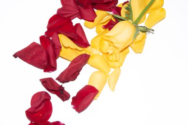 Beyaz arkaplanda sarı ve kırmızı gül yaprakları, yakın plan görünüm