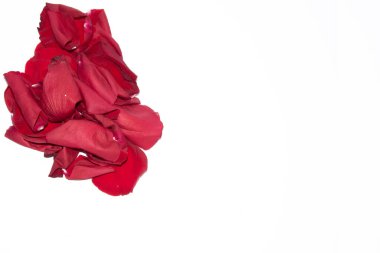 Beyaz arkaplanda kırmızı gül yaprakları