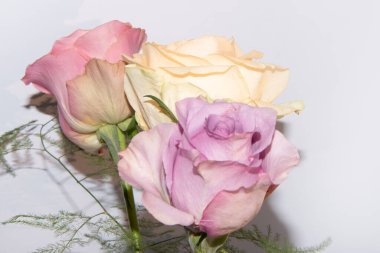 Beyaz arka planda bir buket yumuşak gül.