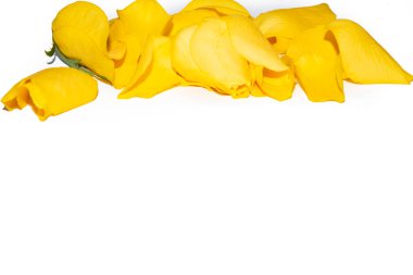 Beyaz arka planda taç yaprakları olan sarı gül çiçeği