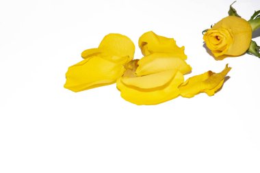 Beyaz arka planda taç yaprakları olan sarı gül çiçeği