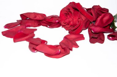 Beyaz arka planda taç yaprakları olan kırmızı gül çiçeği