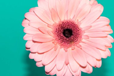 Güzel Gerbera çiçeği, bahar çiçekleri.