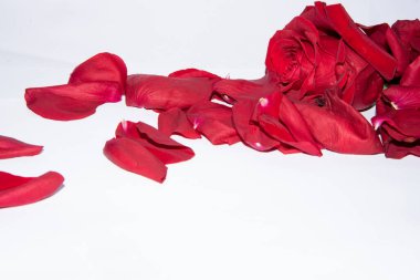 Beyaz arka planda taç yaprakları olan kırmızı gül çiçeği