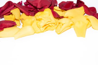 Beyaz arkaplanda sarı ve kırmızı gül yaprakları, yakın plan görünüm