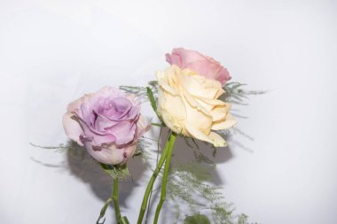 Beyaz arka planda bir buket yumuşak gül.