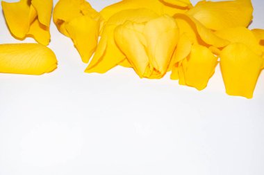 Beyaz arkaplanda sarı gül yaprakları, yakın plan görünüm