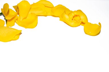 Beyaz arkaplanda sarı gül yaprakları, yakın plan görünüm