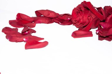 Beyaz arka planda taç yaprakları olan kırmızı gül çiçeği