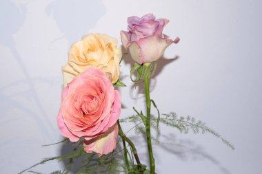 Beyaz arka planda bir buket yumuşak gül.