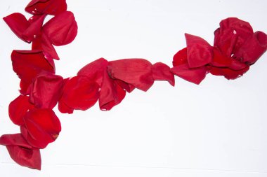 Beyaz arkaplanda kırmızı gül yaprakları