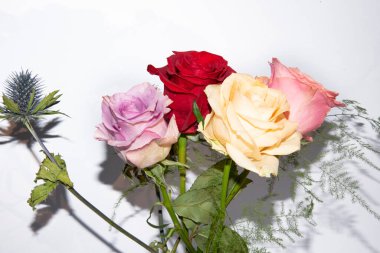 Beyaz arka planda bir buket yumuşak gül.