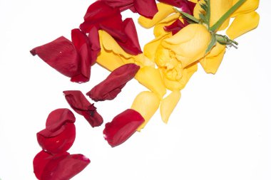 Beyaz arkaplanda sarı ve kırmızı gül yaprakları, yakın plan görünüm