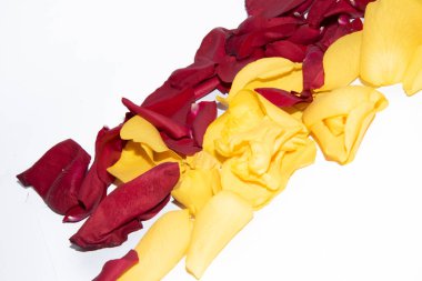 Beyaz arkaplanda sarı ve kırmızı gül yaprakları, yakın plan görünüm