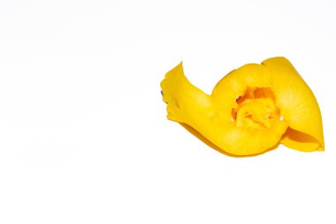 Beyaz arkaplanda sarı gül yaprakları, yakın plan görünüm