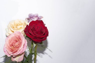 Beyaz arka planda bir buket yumuşak gül.