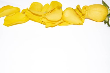 Beyaz arka planda taç yaprakları olan sarı gül çiçeği