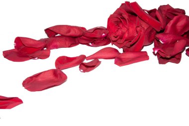 Beyaz arka planda taç yaprakları olan kırmızı gül çiçeği