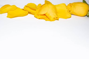 Beyaz arka planda taç yaprakları olan sarı gül çiçeği