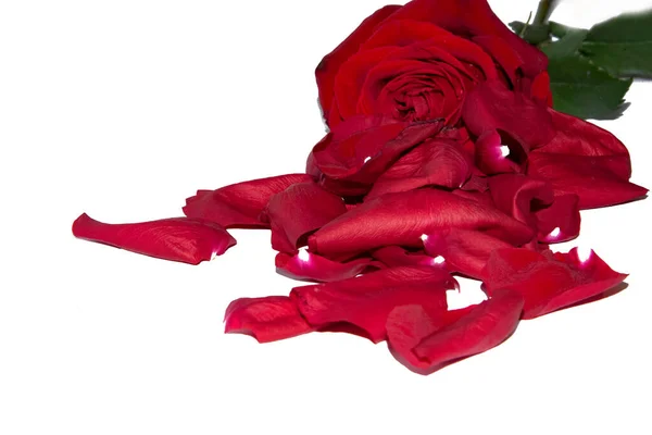 Flor Rosa Roja Con Pétalos Sobre Fondo Blanco — Foto de Stock