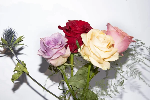 Beyaz arka planda bir buket yumuşak gül.