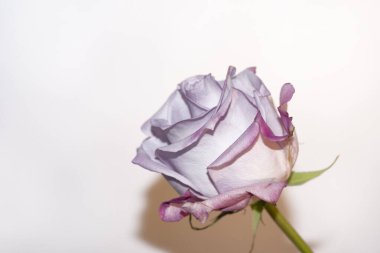 Beyaz arkaplanda güzel bir gül