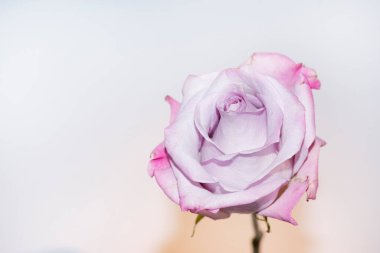 Beyaz arkaplanda güzel bir gül