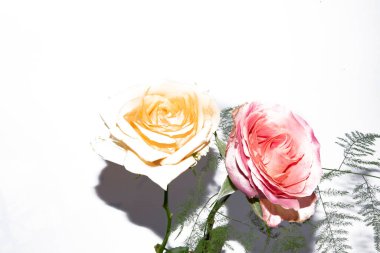 Beyaz arka planda güzel güller