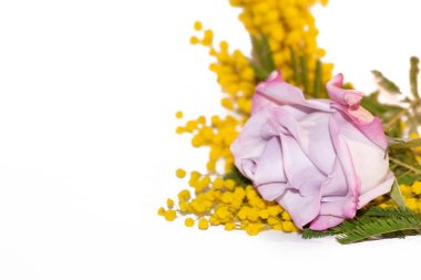 Beyaz arka planda mimoza olan güzel bir buket.