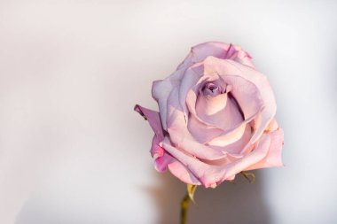 Beyaz arkaplanda güzel bir gül