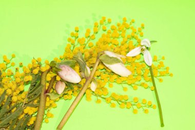 Yeşil arka planda güzel mimozalar ve nergisler 