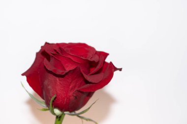 Beyaz arkaplanda güzel bir gül