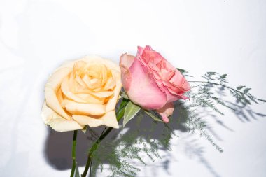 Beyaz arka planda güzel güller