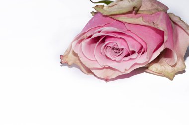 Beyaz arkaplanda güzel bir gül