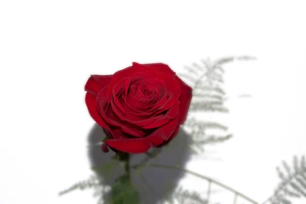 Прекрасна Троянда Білому Тлі — стокове фото