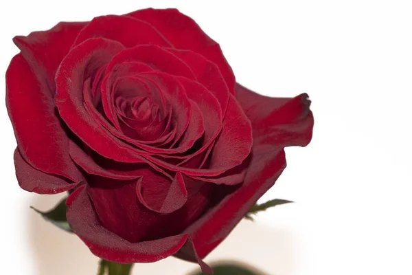 Krásná Růže Bílém Pozadí — Stock fotografie