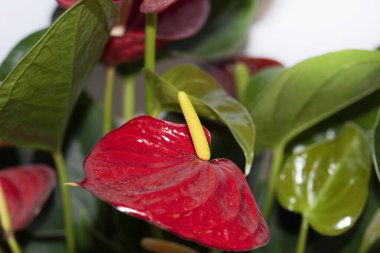 Beyaz arkaplanda güzel bir calla 