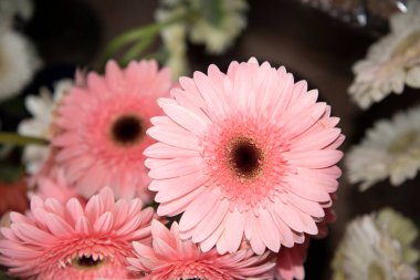 Güzel Gerbera Çiçek pazarında