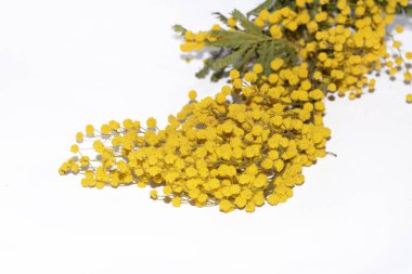 Beyaz arka planda mimoza olan güzel bir buket.