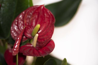 Beyaz arkaplanda güzel bir calla 