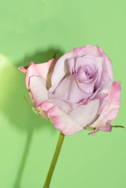 Yeşil arka planda güzel bir gül 