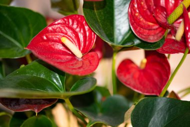 Beyaz arkaplanda güzel bir calla 