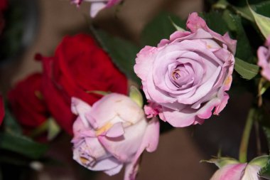 Bir buket güzel gül.  